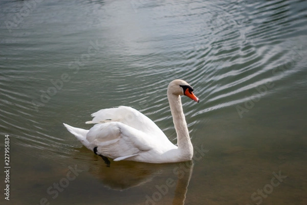 Obraz swan on lake