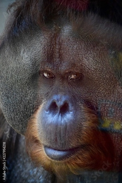 Obraz Orangutan