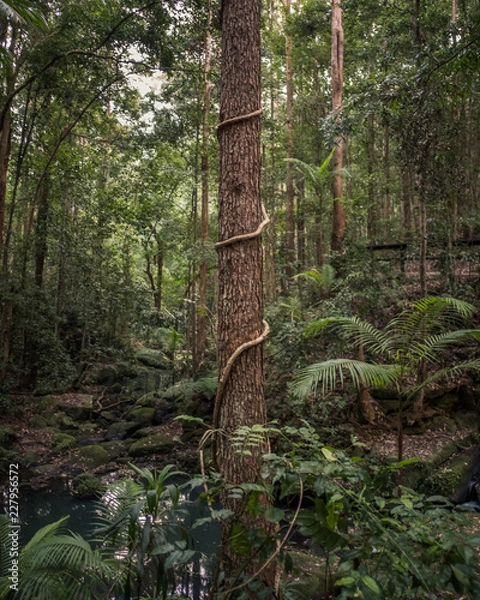 Obraz tree in forest