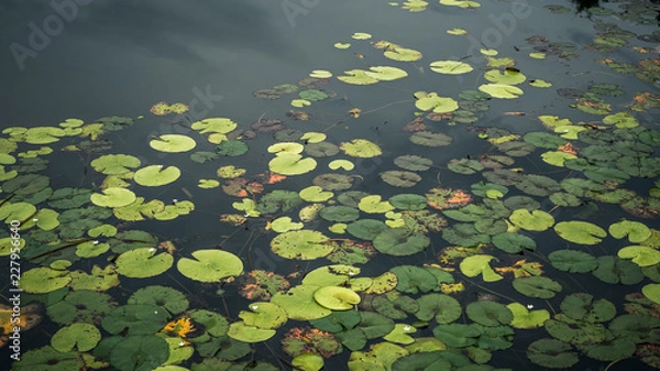 Obraz lily pad