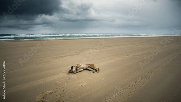Obraz dingo beach australia