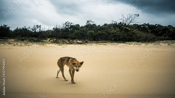 Obraz dingo beach australia