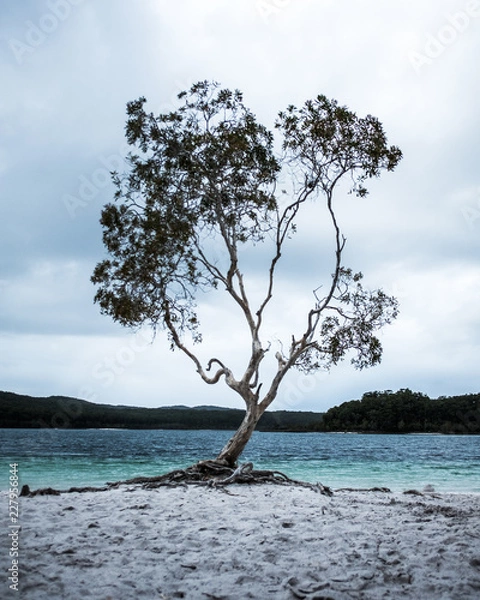 Obraz tree on the beach