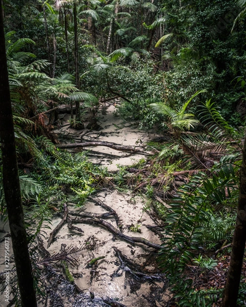 Obraz stream and trees in the forest