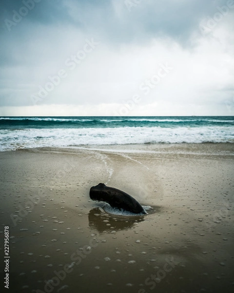 Obraz log on the beach