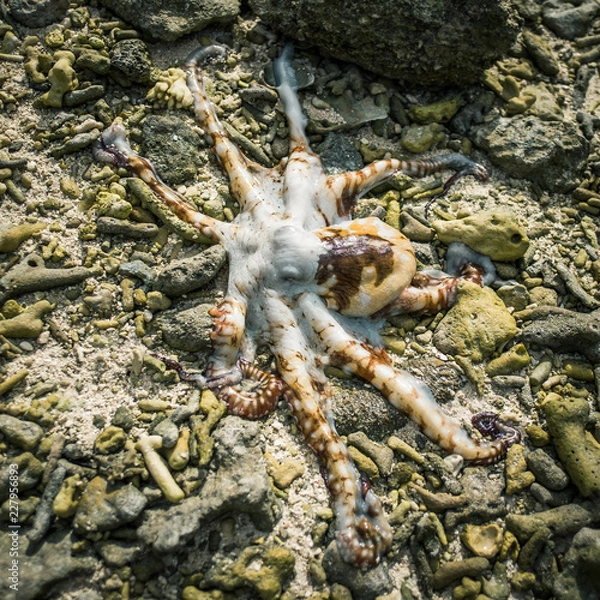 Obraz octopus great barrier reef