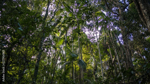Obraz tree in the forest