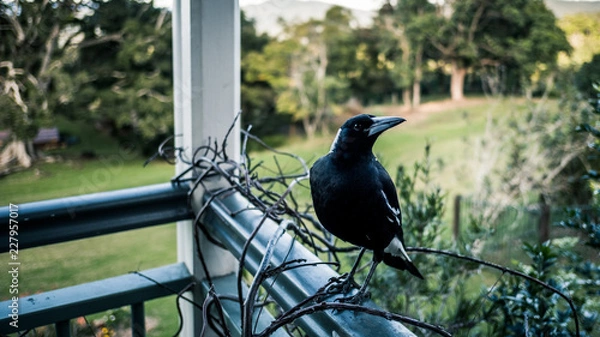 Obraz magpie