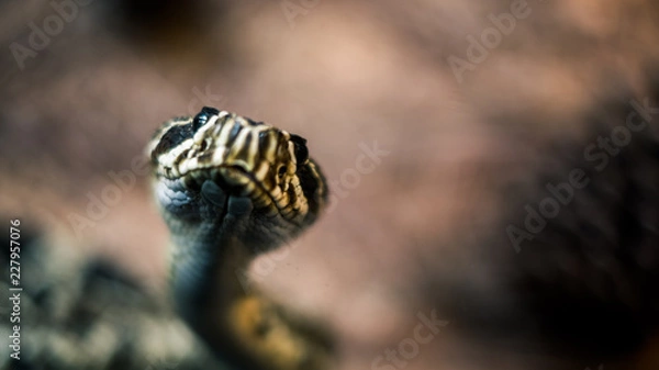 Obraz snake australia