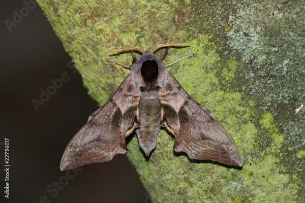 Obraz Hawk moth (Smerinthus ocellatus)