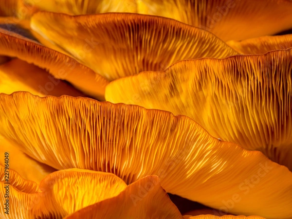Obraz Orange Mushrooms Close Up, Jack O Lantern Fungus