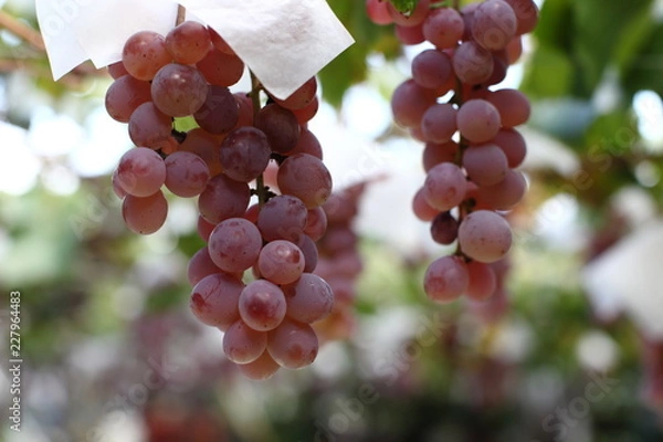 Obraz ぶどう狩り