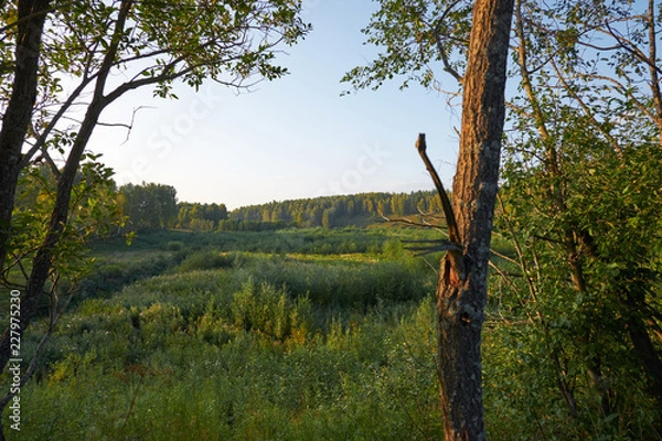 Obraz trees in forest