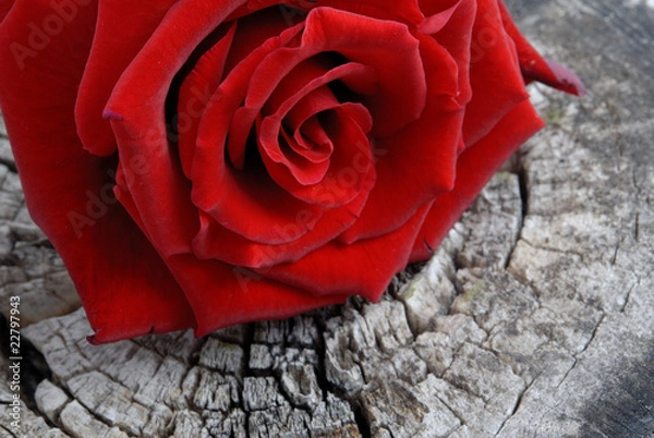 Obraz Rote Rose auf Holz