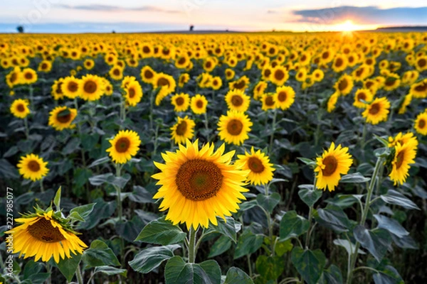 Fototapeta Girassóis