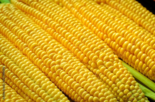 Obraz corn background