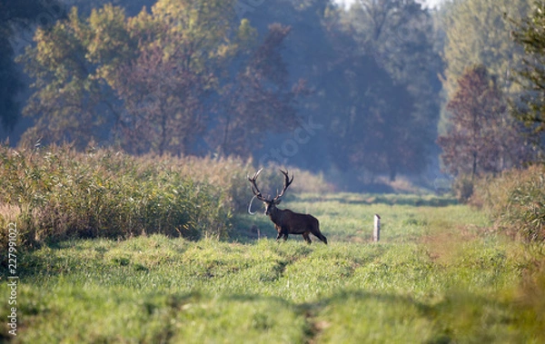 Fototapeta Red deer roaring in forest