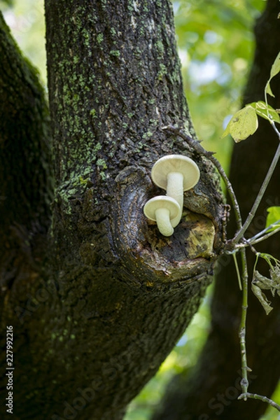 Obraz Mushrooms