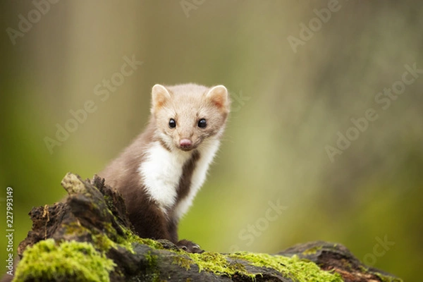 Obraz Kuna europejska