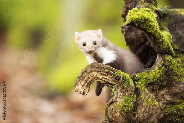 Obraz European marten