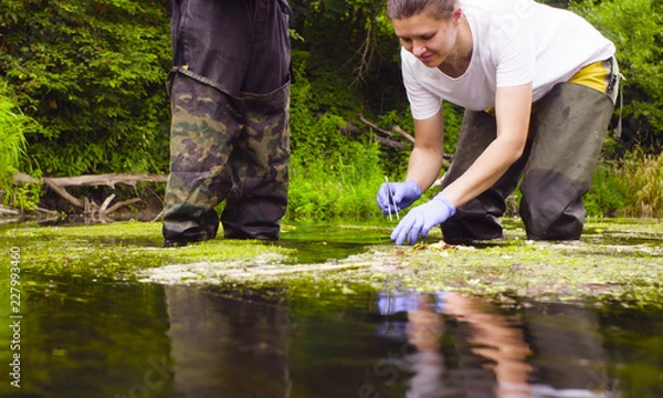 Obraz Man and woman scientist environmentalist standing in a river. Woman taking sample of duckweed.