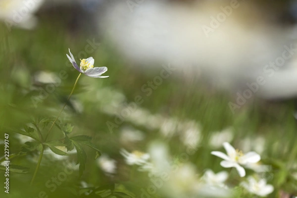 Fototapeta Wood anemone (Anemone nemorosa)
