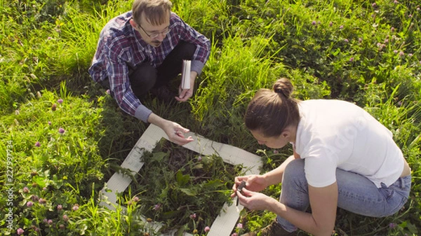 Obraz Top view. Two ecologist examining plants on the meadow. Field work