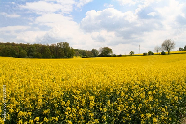 Obraz yellow field