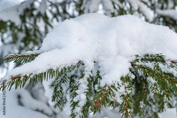 Fototapeta Branch of spruce tree with white snow. Winter spruce tree in the frost.