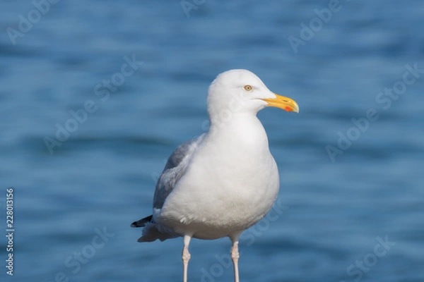 Fototapeta Seagull