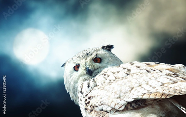 Obraz Snowy Owl