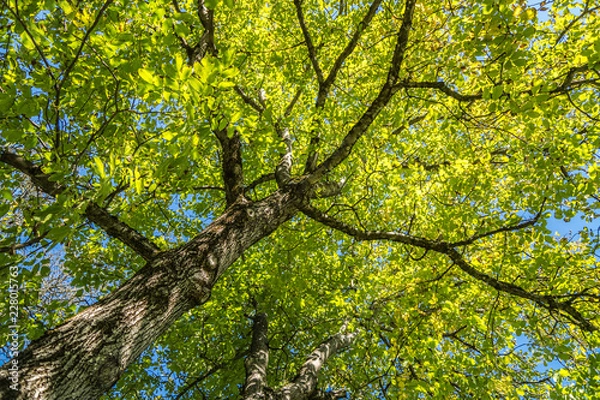 Obraz Nussbaum von unten