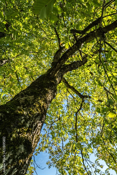 Obraz Nussbaum von unten
