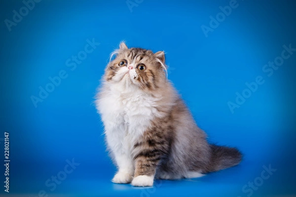 Obraz Kot perski na kolorowym tle