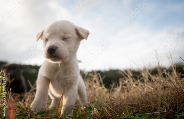 Fototapeta こいぬ