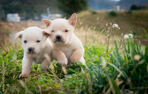 Fototapeta 仲良しな犬たち