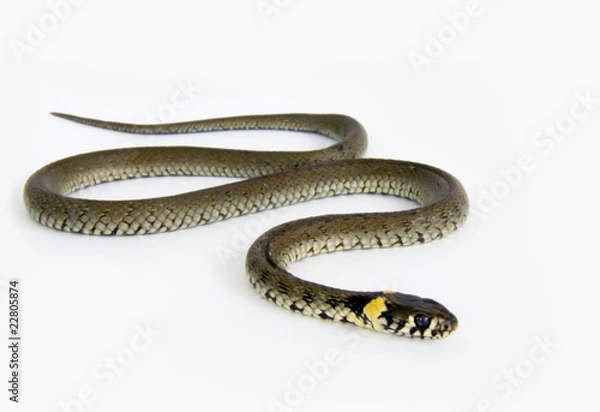 Obraz Wąż Natrix natrix na białym