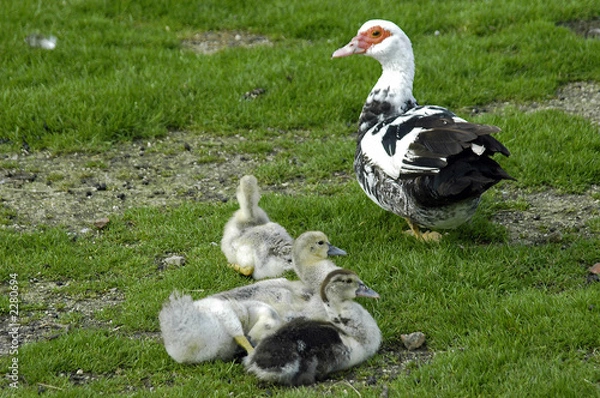 Fototapeta little ducklings