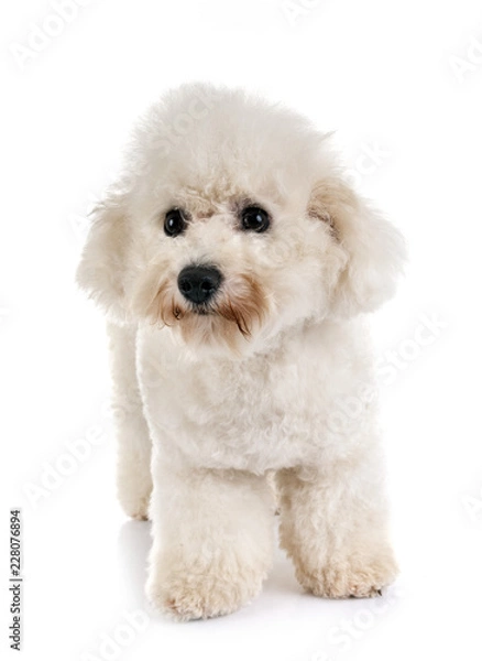 Obraz maltese dog in studio