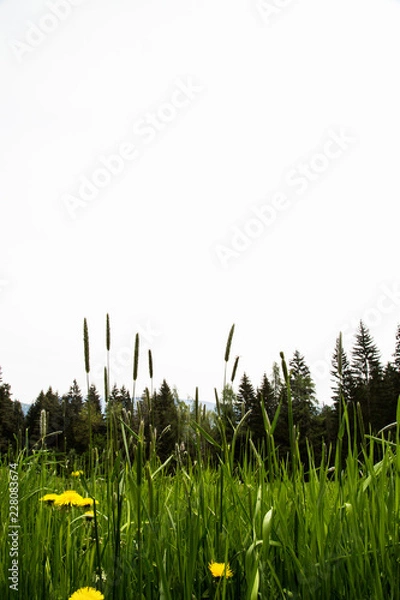 Obraz frog's eye perspective in dandelion meadow