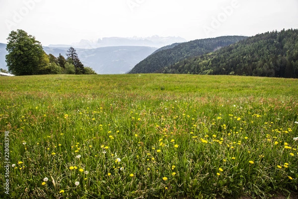 Obraz dandelion meadow with view of woods and mountains