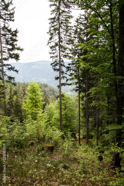 Obraz looking out from south tyrolian woods