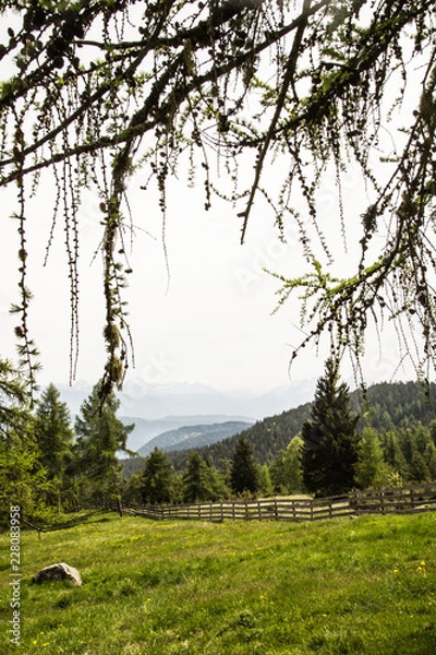 Obraz branches in front of summery meadow