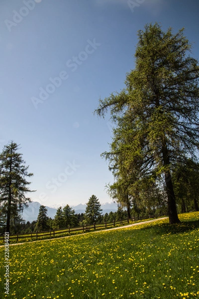 Obraz portrait of dandelion meadow with wooden fence and trees