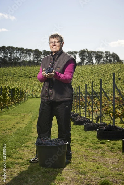 Obraz Harvest time at the vineyard 