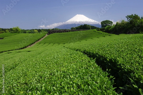 Obraz Mt.Fuji and tea plantation