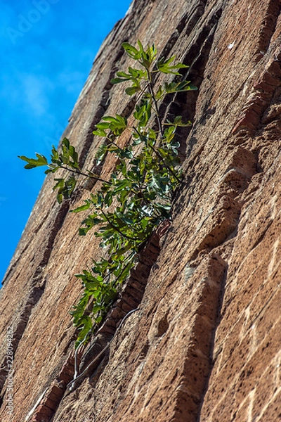 Obraz Fico nato fra i mattoni di una torre