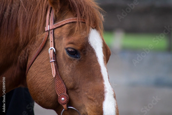 Obraz Westernpferd mit zaumzeug