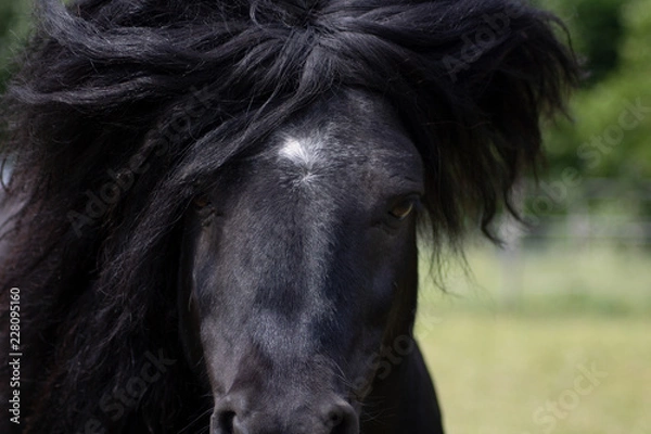 Obraz wilder Ponyblick