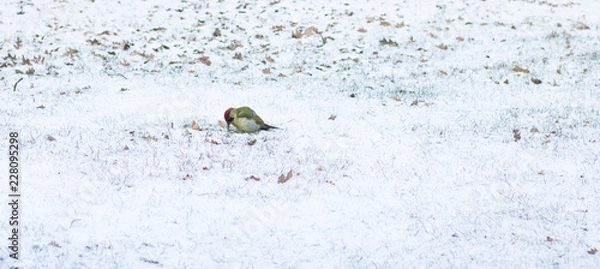 Obraz Vogel sucht nach Futter